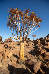 Aloidendron dichotomum (arbre à carquois ou quiver tree) dans le Giant Playground à Keetmanshop,...