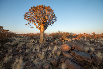 Aloidendron dichotomum (arbre à carquois ou quiver tree) dans le Giant Playground à Keetmanshop,...