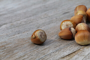 white larva of the hazelnut drill climbing out of its freshly bored exit hole in a hazelnut on a wooden surface