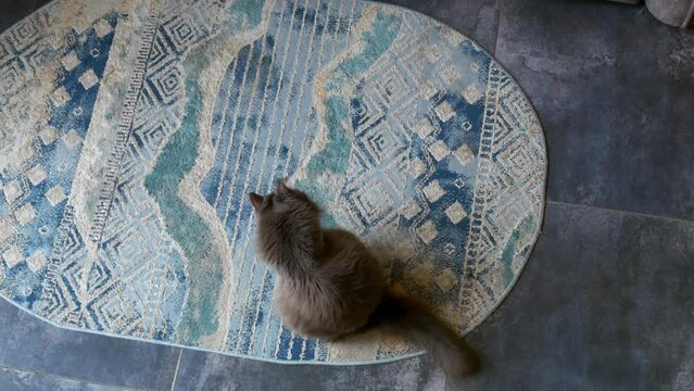 Gray Fluffy Cat Grooms Itself on Cozy Rug: Watch as feline diligently tends to its fur, showcasing meticulous hygiene habits that are integral to cats well-being, all within the comfort of a home
