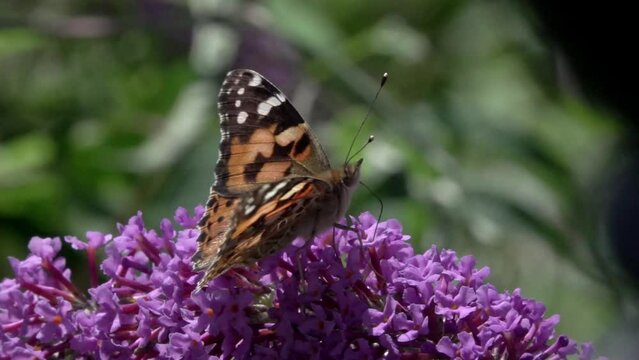 Painted Lady butterfly (Vanessa cardui) feeding on Buddleia. July, Kent, UK. [Slow motion x10]