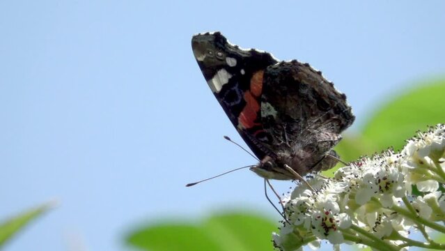 Red Admiral butterfly (Vanessa atalanta) feeding on Cotoneaster flowers. July, Kent, UK. [Slow motion x10]