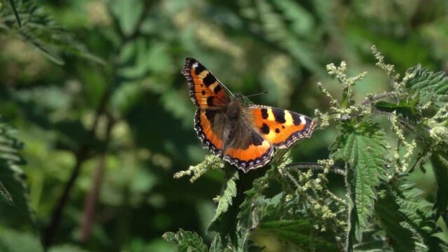 Small Tortoiseshell butterfly (Aglais urticae) flexing its wings before taking off from stinging nettles, the foodplant of their caterpillars. July, Kent, UK. [Slow motion x10]