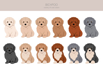 Bichpoo, Poochon clipart. Bichon Frise Poodle mix. Different coat colors set