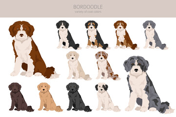 Bordoodle clipart. Border collie Poodlemix. Different coat colors set