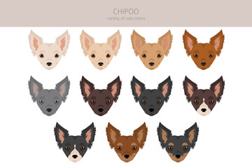 Chipoo clipart. Chihuahua Poodle mix. Different coat colors set