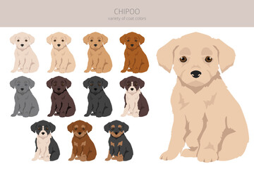 Chipoo clipart. Chihuahua Poodle mix. Different coat colors set