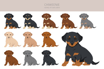 Chiweenie clipart. Chihuahua Dachshund mix. Different coat colors set