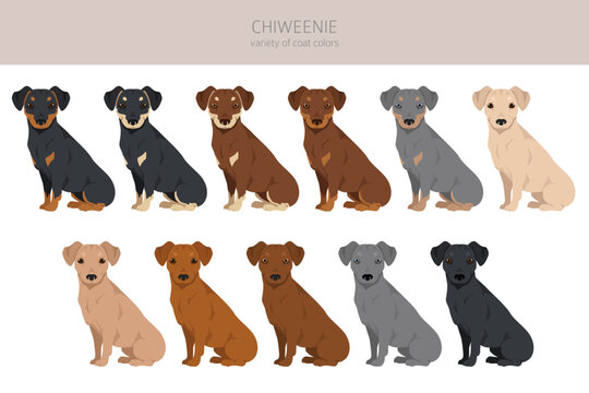 Chiweenie clipart. Chihuahua Dachshund mix. Different coat colors set