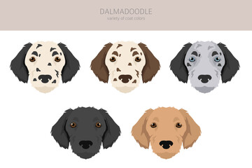 Fototapeta premium Dalmadoodle clipart. Dalmatian Poodle mix. Different coat colors set