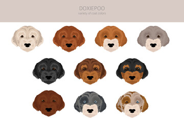 Obraz premium Doxiepoo clipart. Dachshund Poodle mix. Different coat colors set