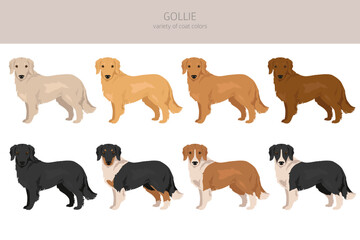 Gollie clipart. Golden retriever Collie mix. Different coat colors set