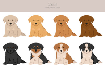 Gollie clipart. Golden retriever Collie mix. Different coat colors set