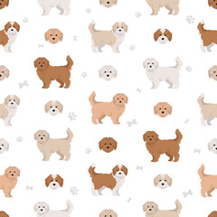 Fototapeta premium Maltipoo seamless pattern. Maltese Poodle mix. Different coat colors set