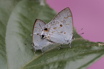 A pair of small white butterflies are mating.