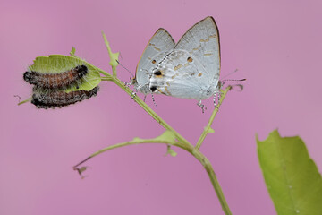 A pair of small white butterflies are mating.