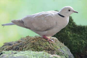 A Eurasian collared dove is looking for food on a moss-covered rock. This bird has the scientific name Streptopelia decaocto.
