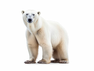 Photo polar bear isolated on a white background