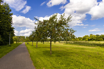 Landscape with tree and sky