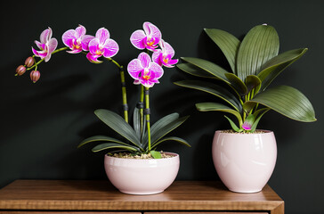 Botanical Charm: Orchid Delight for Your Home