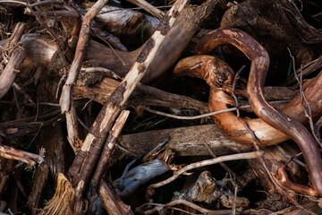 Tree root and branch background, handcrafted background of old tree roots and branches, abstract nature background, close up view  