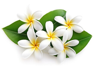 Plumeria tropical flowers with green leaves isolated on white