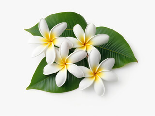 Plumeria tropical flowers with green leaves isolated on white