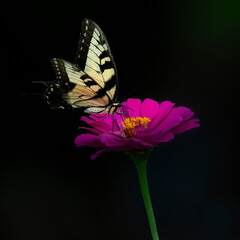 butterfly on flower