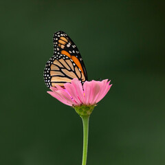 monarch butterfly on flower