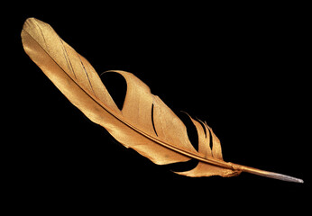 gold bird's feather on black background