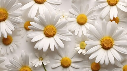 Bright chamomile daisy flower bud and stems pattern on white background. Top view.