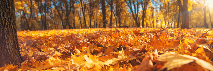 Naklejka na ściany i meble Autumn park blurred yellow leaves background. Selective focus.