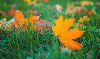 Autumn beautiful yellow leaves background. Selective focus.