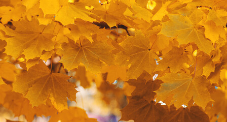 Autumn trees leaves against the sky. Selective focus.