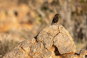 Oiseau noir dans le désert au sud de la Namibie dans la région du Karas