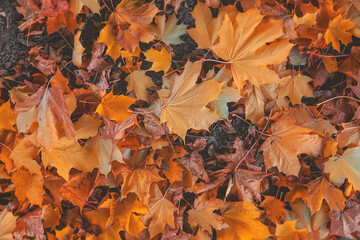 Autumn beautiful yellow leaves background. Selective focus.