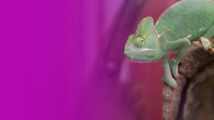 close-up view of cute colorful exotic chameleon isolated on pink