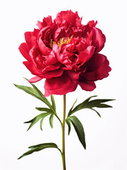 Red peony flower on white background