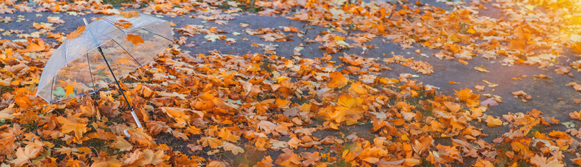 Umbrella and autumn beautiful yellow leaves in rain park. Selective focus.