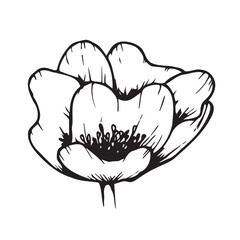 Anemone flower graphic vector drawing.