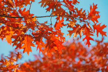 Autumn trees leaves against the sky. Selective focus.