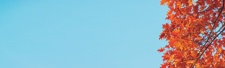 Autumn trees leaves against the sky. Selective focus.