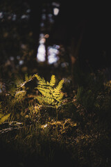 Green fern leaves with a dark background