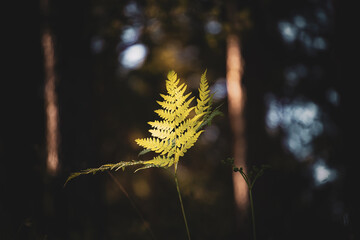 Green fern leaves with a dark background