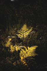 Green fern leaves with a dark background