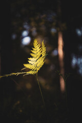 Green fern leaves with a dark background