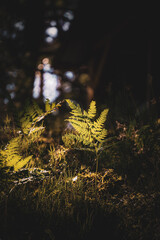 Green fern leaves with a dark background