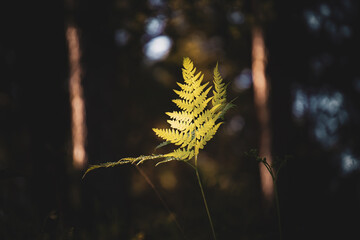 Green fern leaves with a dark background