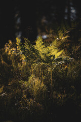 Green fern leaves with a dark background