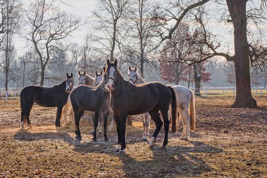 Noble white and black kladruber horses in a paddock on a nice autumn day. The oldest native Czech breed adorns the pastures near Kladruby nad Labem. Trees in the background, hoarfrost on the grass